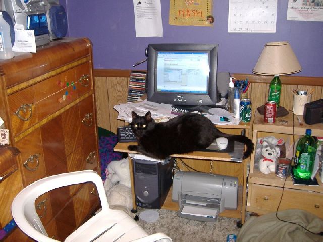 lady parked on the computer keyboard.jpg